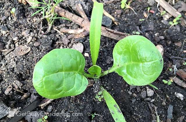 Spinach seedling growing first few true leaves
