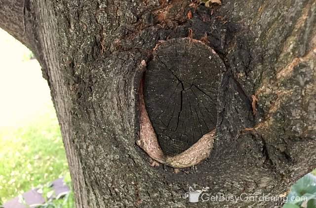 Воротник веток поврежден при неправильном удалении веток дерева