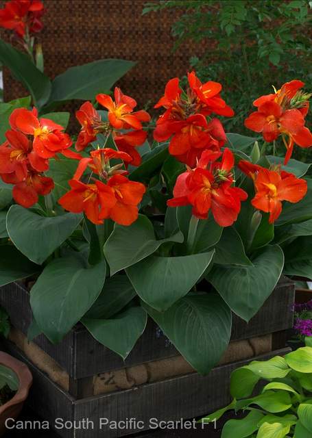 Cannas are great thriller plants for container gardening