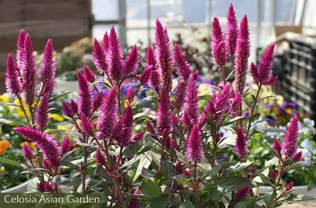 How To Create A Pink Garden Theme Design Using Annual Flowers Celosia Asian Garden Dark Pink Spiky Flowers