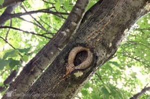 How To Trim Tree Branches Yourself (Step-By-Step Pruning Guide)