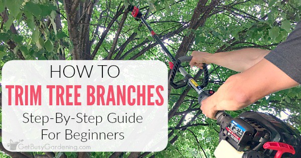 How To Trim Tree Branches Yourself (A Step-By-Step Pruning Guide)