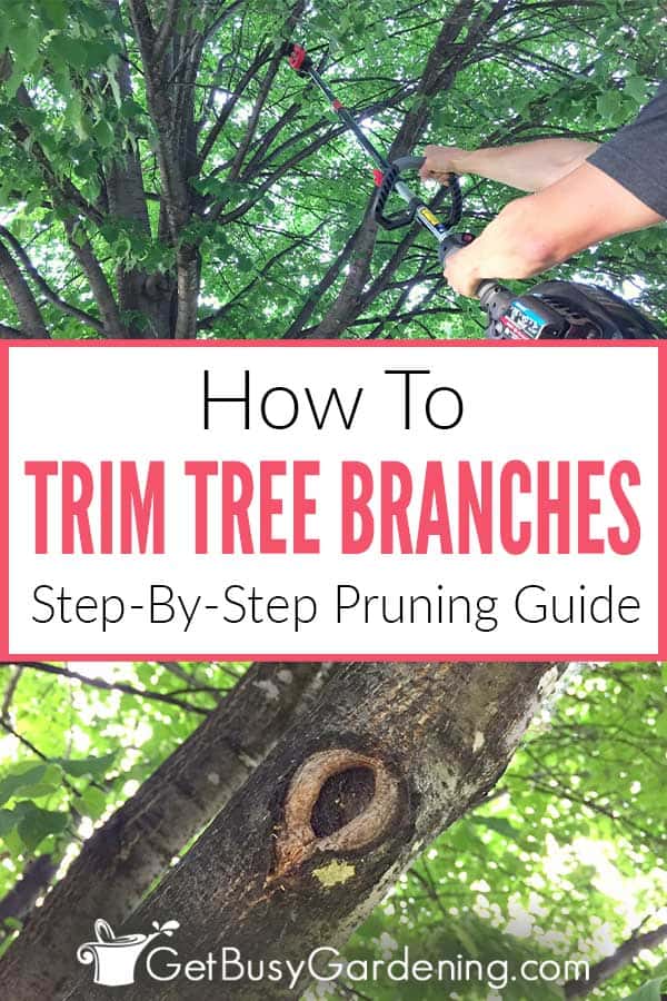 How To Trim Tree Branches: Step-By-Step Pruning Guide