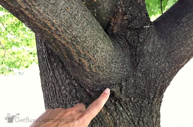 Найдите воротник ветки, прежде чем срезать ветку дерева.