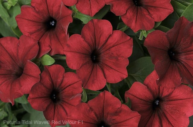 Petunias make perfect filler plants in container gardens