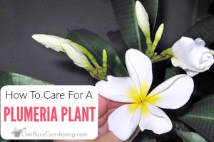 Plumeria Plant Care Guide: How To Grow Plumeria Plants