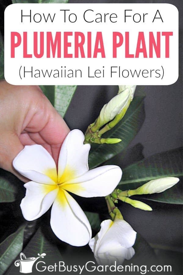How To Care For A Plumeria Plant (Hawaiian Lei Flowers)