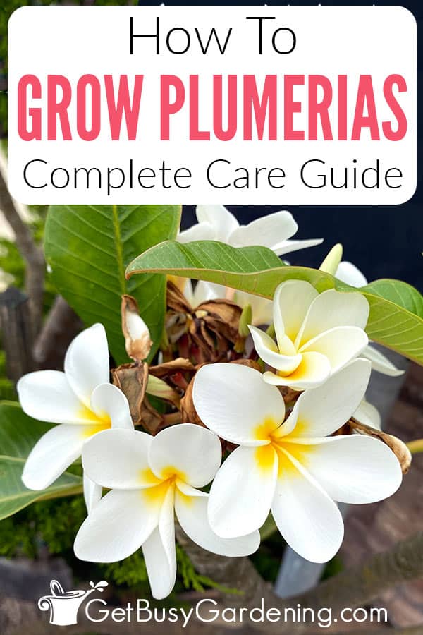 How To Grow & Care For Plumeria Plants