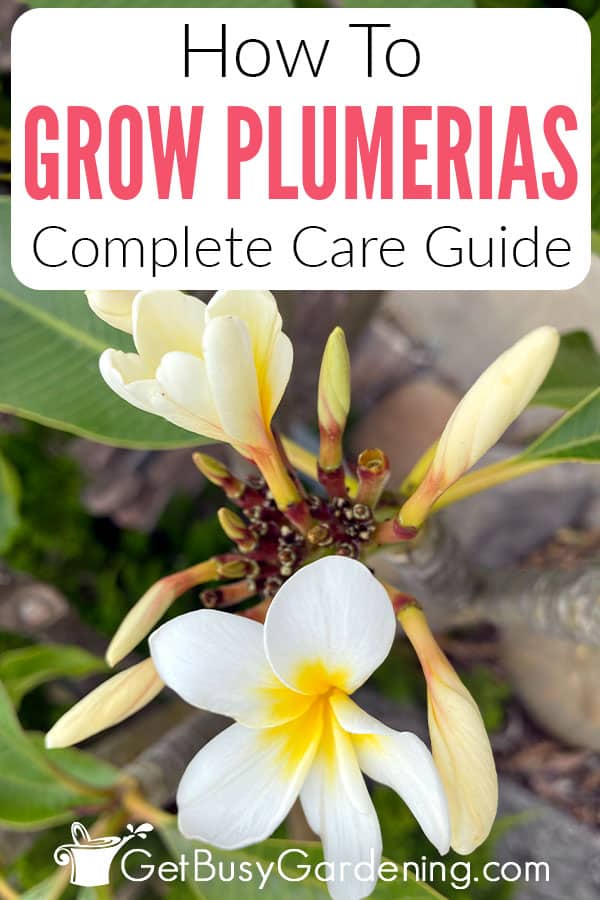 How To Grow & Care For Plumeria Plants