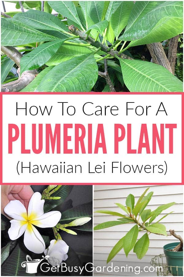How To Care For A Plumeria Plant (Hawaiian Lei Flowers)