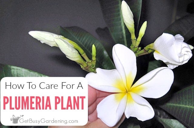 How To Care For A Plumeria Plant