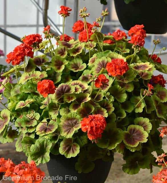 Use plants with contrasting foliage in flower combinations for planters