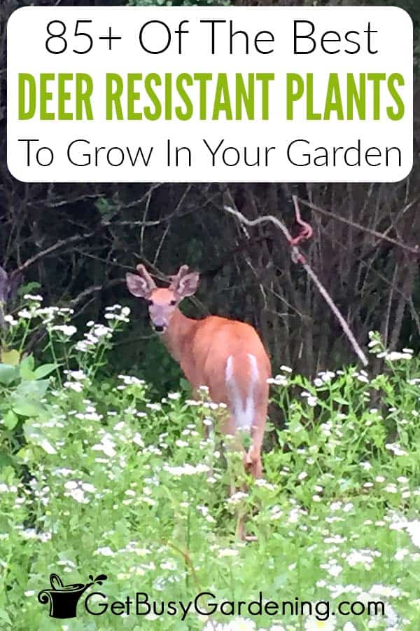 85+ Of The Best Deer Resistant Plants To Grow In Your Garden