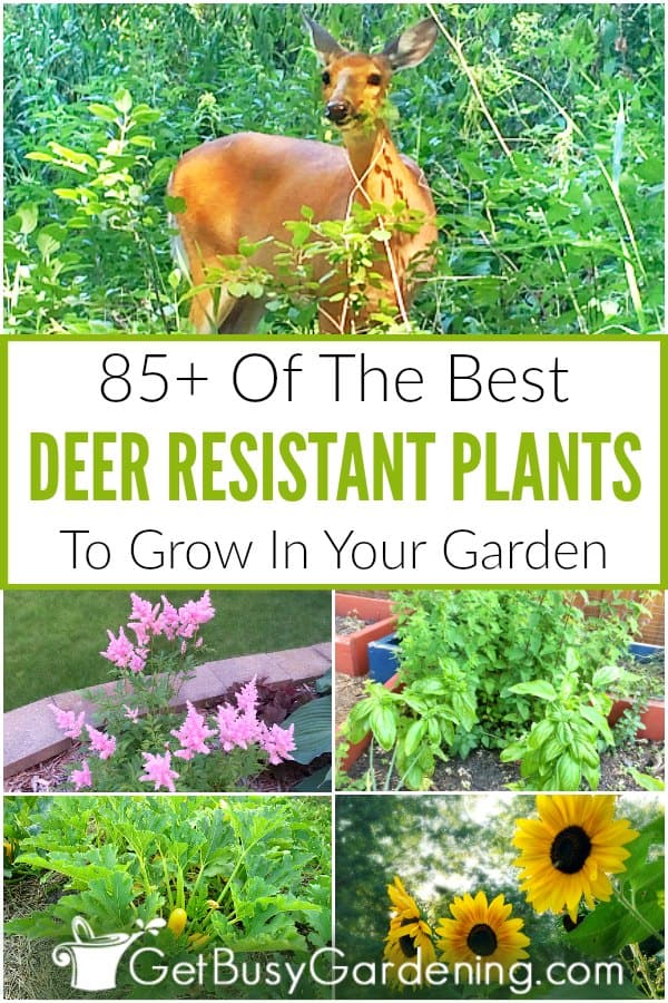 85+ Of The Best Deer Resistant Plants To Grow In Your Garden