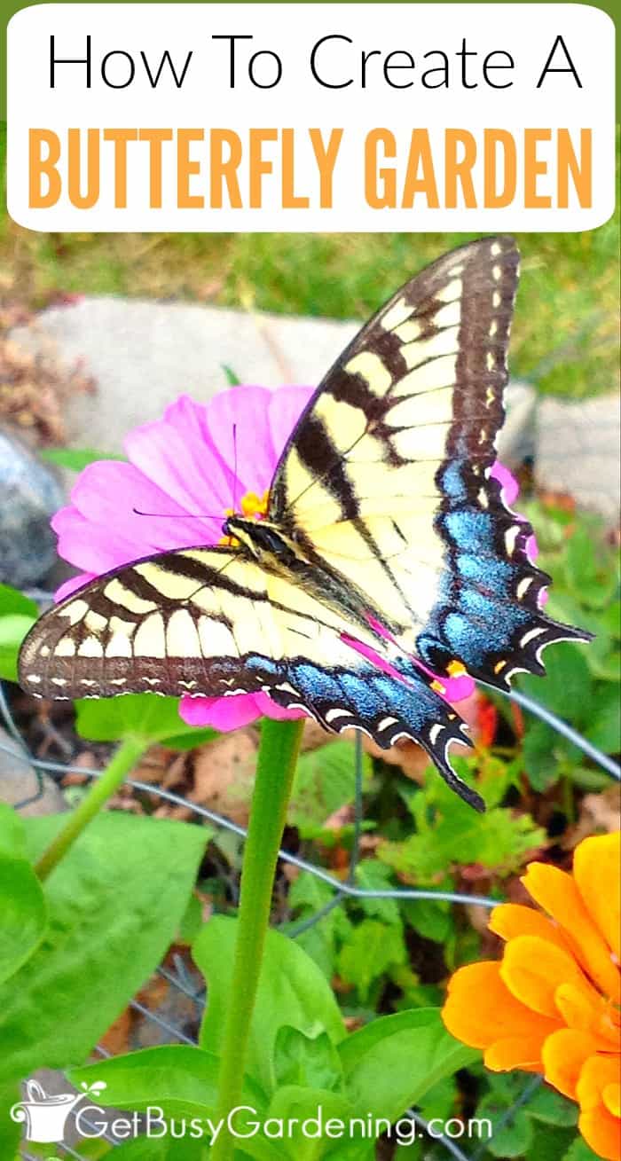 Flower Garden With Butterflies Tips To Create A Butterfly
