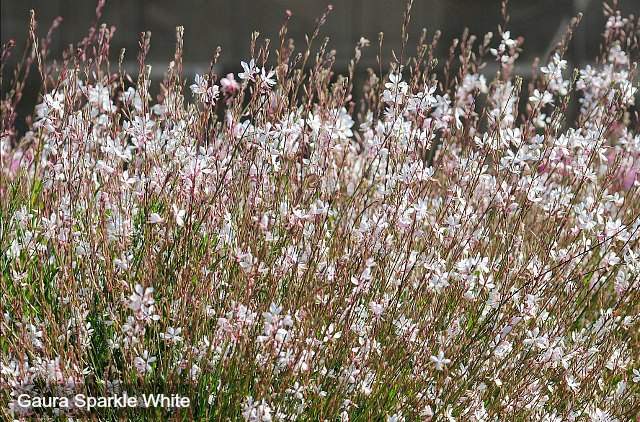 Gaura Sparkle White flowers for butterfly garden