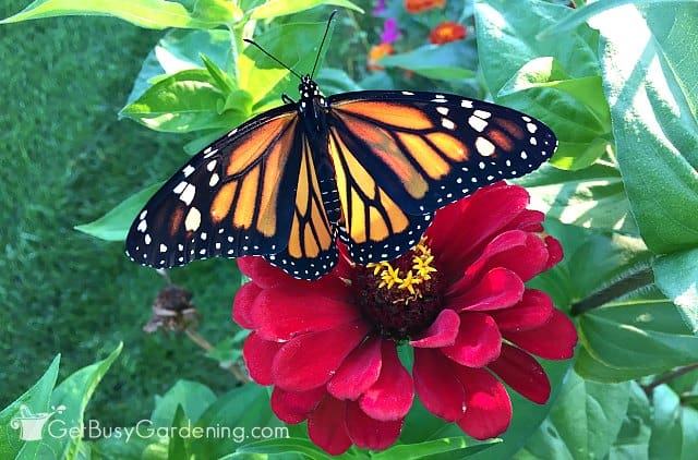 Monarch butterfly on a red flower in my garden