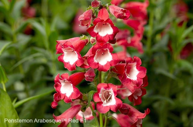 Penstemon Arabesque Red is an attractive plant for butterflies