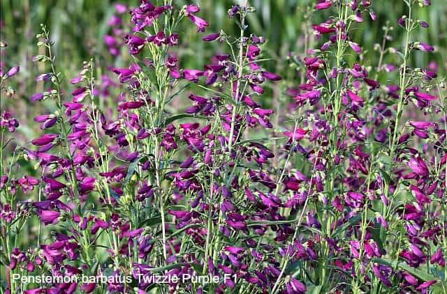 Penstemon Twizzle Purple is one of the best flowers to attract butterflies