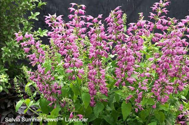 Salvia Summer Jewel Lavender is perfect for attracting butterflies to your garden