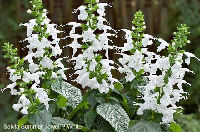 Salvia Summer Jewel White are excellent butterfly garden plants