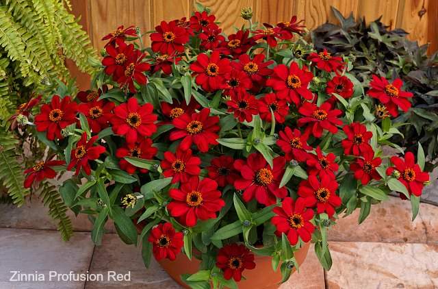 Zinnia Profusion Red has flowers that attract butterflies