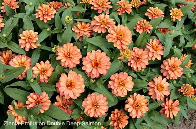 Zinnia Profusion Salmon is one of the best flowers for butterflies