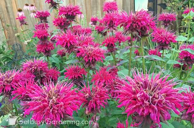 Bee balm flowers