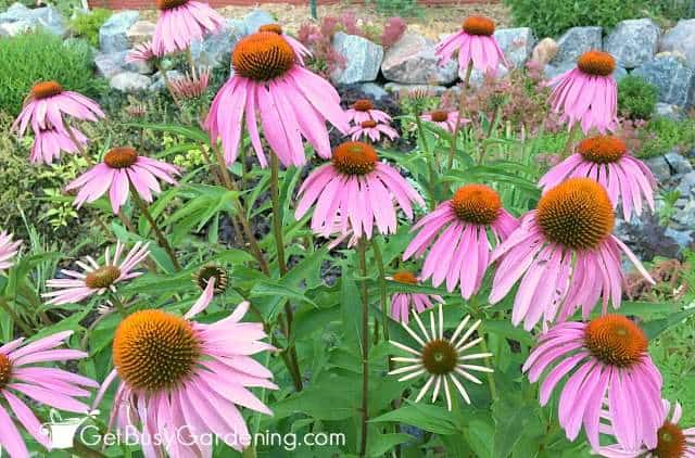 Bees love purple coneflowers