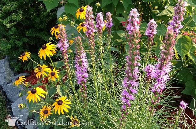 Black-eye Susan and liatris are great bee flowers