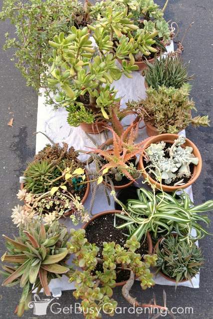 Bringing outdoor plants indoors