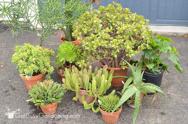 My houseplants outside during the summer.