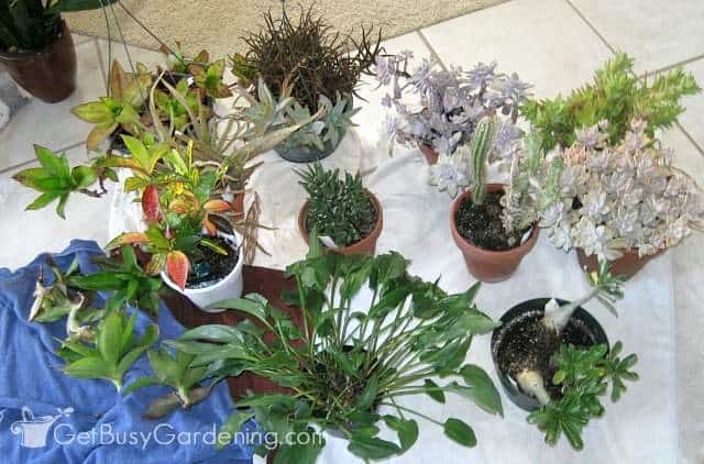 Bringing plants indoors without bugs