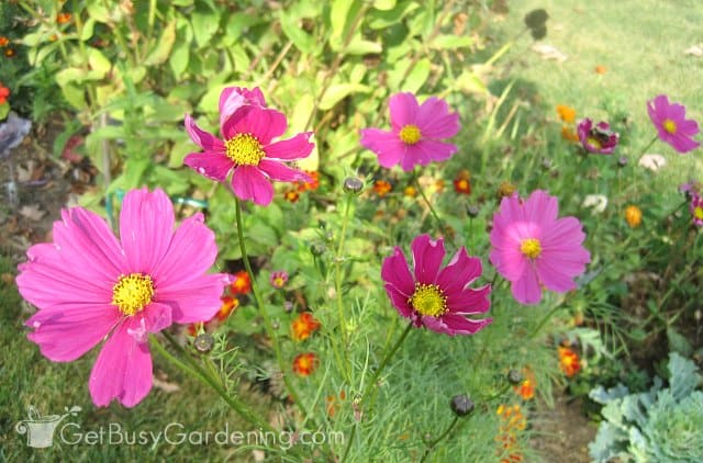 Cosmos are great bee plants