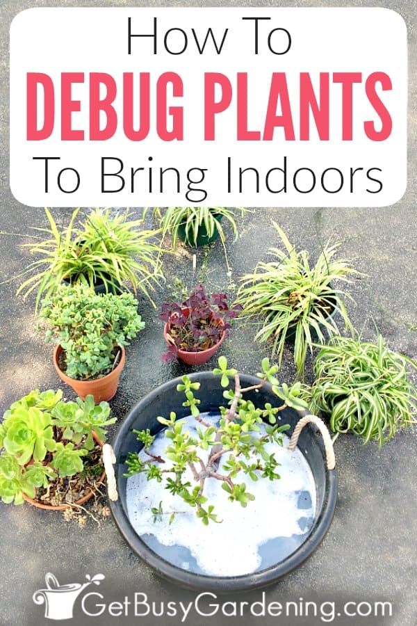 What do you spray on plants before bringing indoors Idea