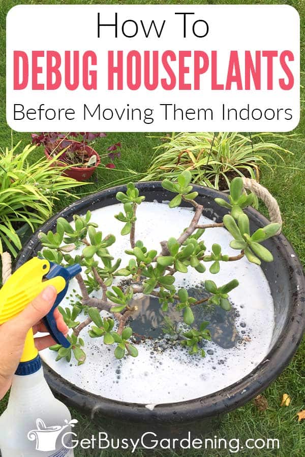 How To Debug Houseplants Before Moving Them Indoors
