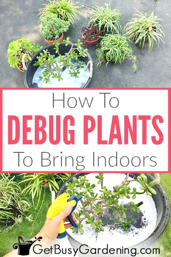 How To Debug Plants To Bring Indoors