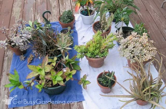 Plants sitting on towels so the excess water can drain.