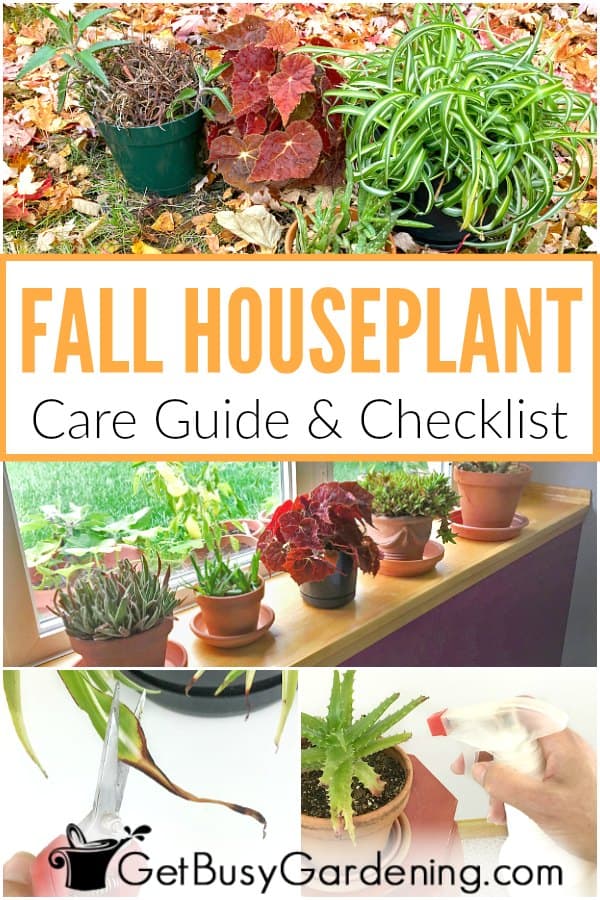 Fall Houseplant Care Guide & Checklist