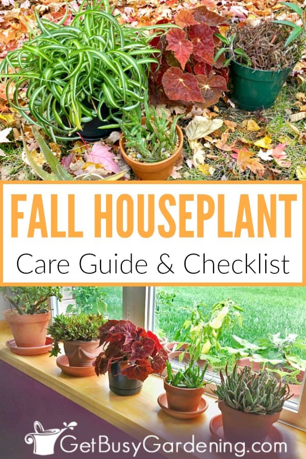 Fall Houseplant Care Guide & Checklist