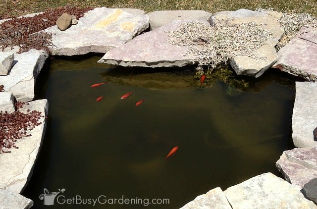 Fish swimming in clear pond water