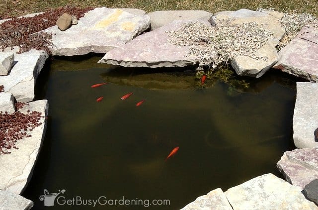 Goldfish swimming in my small garden pond.