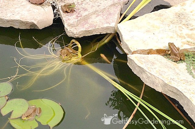 Frogs enjoying my algae-free pond.