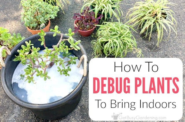 plants indoors bringing debug before them winter bring step ll