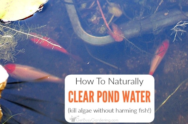 How To Keep Pond Water Clear Naturally (And Get Rid Of Pond Algae ... - How To Keep PonD Water Clear Naturally