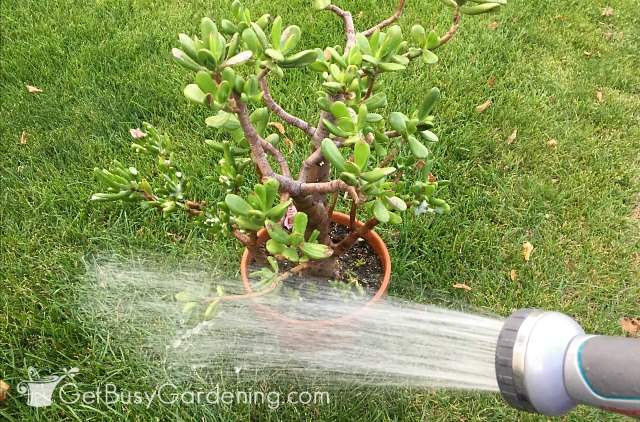 Rinsing off a plant after soaking it and cleaning pests off.