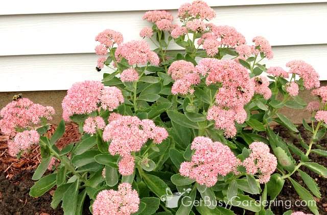 Sedums are excellent honey bee plants