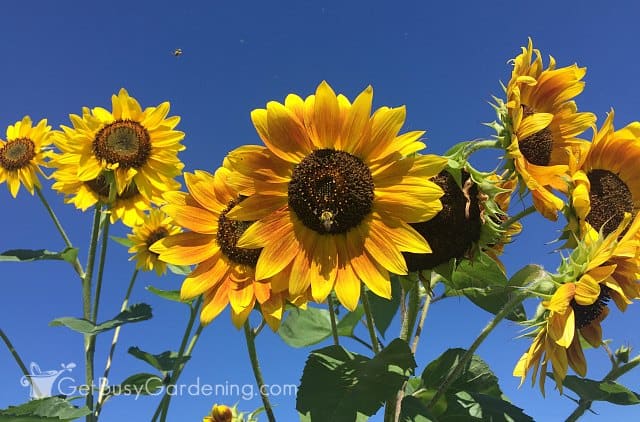 Sunflowers are plants that bees like