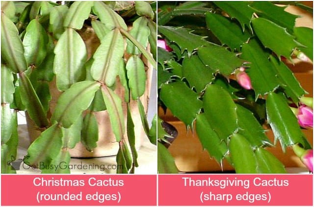 difference between christmas cactus and thanksgiving cactus