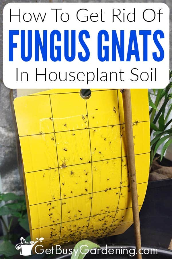 How To Get Rid Of Fungus Gnats In Houseplant Soil